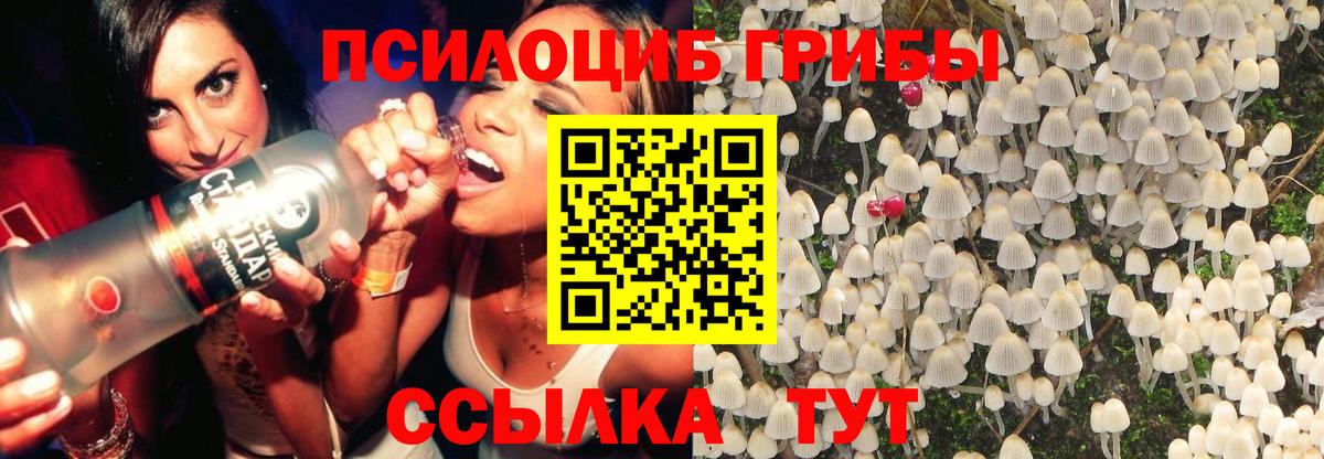 Псилоцибиновые грибы Psilocybe Асбест